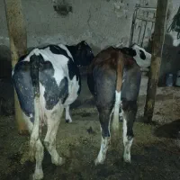 فروش‌دوراس‌گاوگوشتی