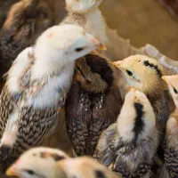 فروش عمده جوجه بومی دورگه مستقیم از کارخانه|حیوانات مزرعه|تهران, میدان میوه و ترهبار مرکزی|دیوار