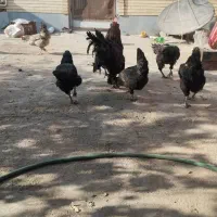 فروش مرغ خروس مرندی|حیوانات مزرعه|زرند, |دیوار