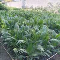 فروش نهال پالم وفونیکس|گل و گیاه طبیعی|آمل, |دیوار