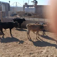 گوساله محلی برای پروار درجه یک