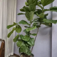 گل فیکوس لیرتا