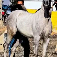 عرب دوسر فروشی