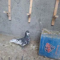 نرافشون خوشرنگ|پرنده|پیر بکران, |دیوار