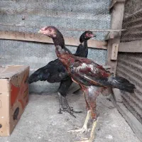 خروس لاری