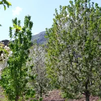 باغ گیلاس زمین 6500متر بهر آسفالت|فروش دفتر صنعتی، کشاورزی، تجاری|قزوین, |دیوار