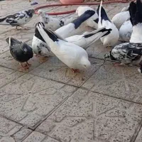 چند جفت دم سیاه خوب به فروش میرود|پرنده|زنجان, |دیوار