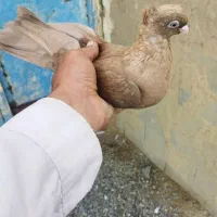 کبوتر صرب زرد ماده