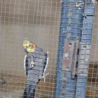 تعدادی طوطی برزیلی و عروس هلندی