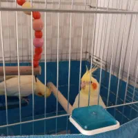 عروس هلندی|پرنده|پاکدشت, پاکدشت (مامازند)|دیوار