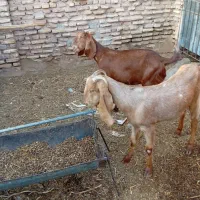 بز پاکستانی جوان سرحال جنس چند قل زا شیرا|حیوانات مزرعه|کرمان, |دیوار