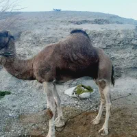 شتر رودباری