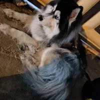 واگذاری سگ هاسکی وارداتی چشم یخی اصیل