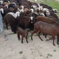 بره سبک وزن دامداری نجبائی