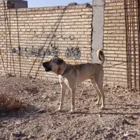 واگذاری سرابی نر12ماهه