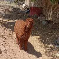 گوسفند