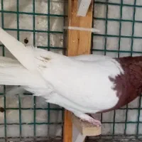 گلی تهرونی طوقی