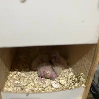 عروس هلندی با جوجه|پرنده|قم, بنیاد|دیوار