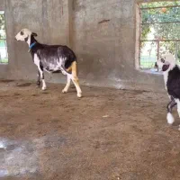 بره دار بروجردی عروسک|حیوانات مزرعه|آق قلا, |دیوار