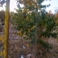 باغ کشاورزی 500متری پل زمانخان|فروش دفتر صنعتی، کشاورزی، تجاری|شاهین‌شهر, شهرک گلدیس|دیوار