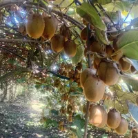 کیوی هاروارد|عمدهفروشی|لاهیجان, لیل|دیوار