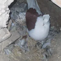 دوکت|پرنده|زنجان, |دیوار