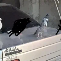پرشی