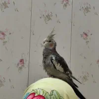 عروس هلندی گمشده