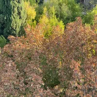 125-متر-دوخواب-کوچه-باغی-بن-بست-باغ-در-همسایگی