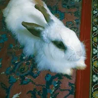 خرگوش کاملا دستی