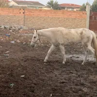 اسب‌مادیان ۶ ساله|اسب و تجهیزات اسب‌سواری|گرگان, |دیوار