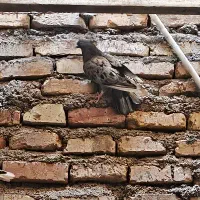 سرور الماسی