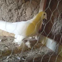 گفت. طوقی|پرنده|ویلکیج, |دیوار