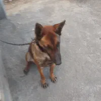 واگذاری سگ مالینویز