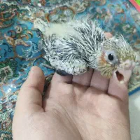 جوجه عروس هلندی سرلاکی|پرنده|تهران, امام زاده عبدالله|دیوار