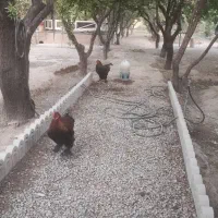 خروس نژاد برهما