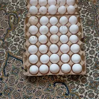 فروش مرغ هلندی زنده تخم گذار|حیوانات مزرعه|ساری, |دیوار