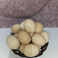 تخم مرغ محلی ارگانیک