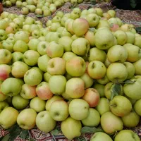 سیب درختی در چین