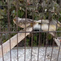 قناری نر و ماده|پرنده|اندیشه, اندیشه فاز ۱|دیوار