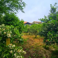 فروش زمین مسکونی بهمراه بنا نیمه کاره