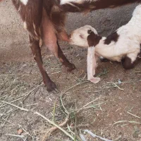 ۲راس بززایده جوان پاکستانی اصل فروشی