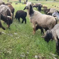 قوچ|حیوانات مزرعه|کوهمره, |دیوار
