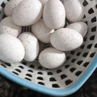 تخم بوقلمون نطفه دار نژاد دار