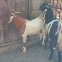 دو عددچپشت