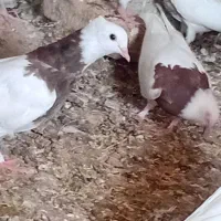 طوقی قرمز