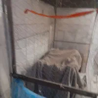 سلام قفس آهنی بزرگ تول ۲۰۰ عرض۳۴۰  ارتفاع ۱۰۰