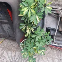 شفلرا ابلغ ،یوکا بابا ادم
