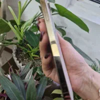 گوشی آیفون ۱۲ پرومکس گلد zza|موبایل|اصفهان, مهدی آباد|دیوار