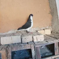 کبوتر|پرنده|فسا, |دیوار